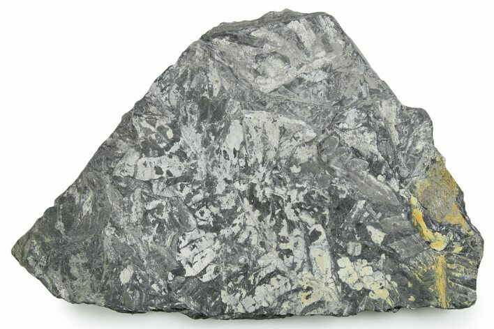 Fossil Seed Fern (Alethopteris) Plate - Pennsylvania #347716